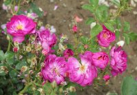 violetta066