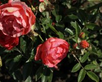 watertag-381