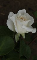 white-christmans-478
