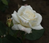 white-christmans-479
