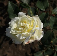 white-swan-884