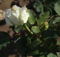 white-swan-885
