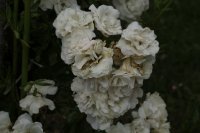 white-tasendschon-594