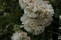 white-tasendschon-595