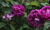 william-lobb-235
