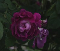 william-lobb-236