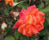 woburn-abbey-111