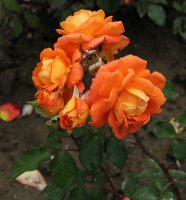 woburn-abbey-112