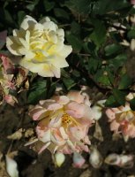 yellow-pinocchio-649