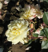yellow-pinocchio-650