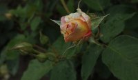 zisterzienser-rose-681