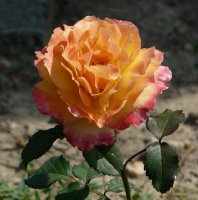 adolf-horstman-260a