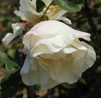 aliance-meil-334