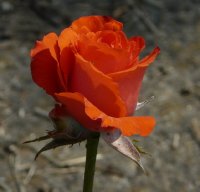 angelique-256a