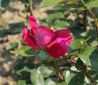 baronne-edmond-de-rotschild-343-a