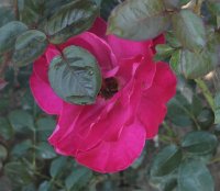 baronne-edmond-de-rotschild-galicja-2011-344-a
