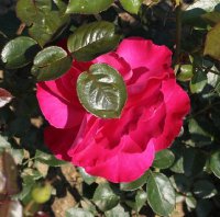 baronne-edmond-de-rotschild-galicja-2011-345-a
