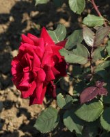 black-lady-galicja-2011-412a