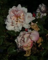 bloossomtime-galicja-2011-518a