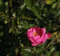 chplins-pink-cl-galicja-2011-494a