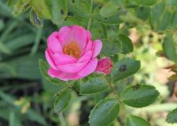 chaplins-pink-cl-galicja-2011-495a
