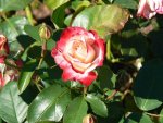 cherry-parfait2.jpg
