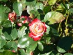 cherry-parfait.jpg