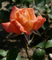 die-welt-242a