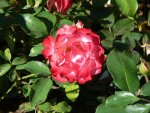 cherry-parfait-3.jpg