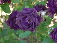 midnight-blue2.jpg
