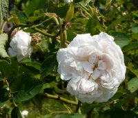 eurydice-gesch-405a