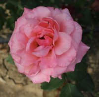 fr-ladislav-rirger-galicja-2011-141a