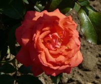 freude-299a