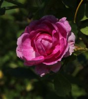 geschwind-orden-galicja-2011-572a