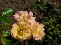 goldmarie-302a