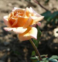goldtopas-310a
