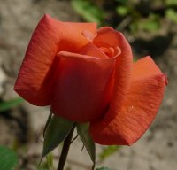 harmonie-246a