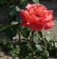 harmonie247a