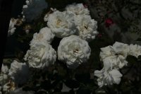 heinrich-blanc-galicja-2011-779a
