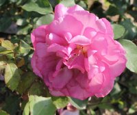 heure-mauve-galicja-2011-309a