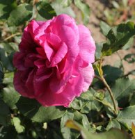 heure-mauve-galicja-2011-311a