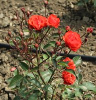 hollandia-galicja-2011-119a