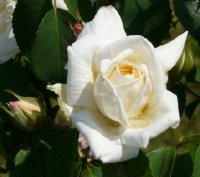 ilse-krohn-325a