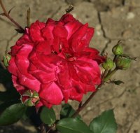 jan-bohm-galicja-2011-231a