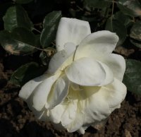 la-paloma-galicja-2011-398a