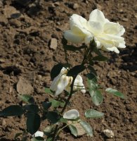 la-paloma-galicja-2011-399a