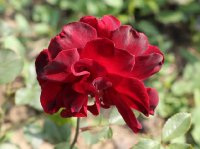 le-rouge-et-le-noire-galicja-2011-280a