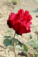 le-rouge-et-le-noire-galicja-2011-281a