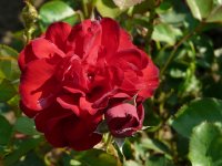 lili-marleen-294a