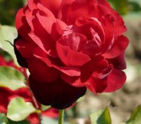 lili-maleen-295a